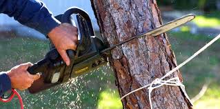 Professional Tree Services in Woodmere, NY