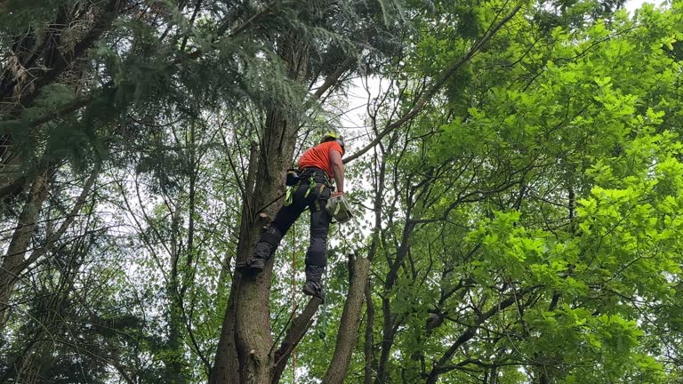 How Our Tree Care Process Works  in  Woodmere, NY